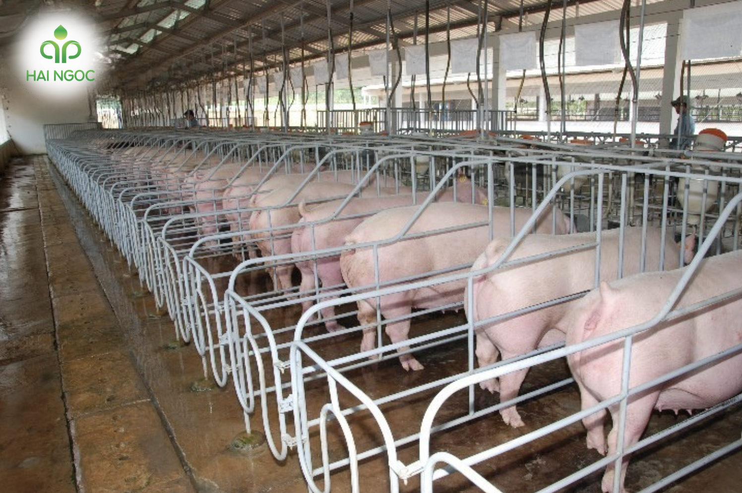 Các Hệ Thống Xử Lý Nước Thải Chăn Nuôi Lợn Hiệu Quả Hiện Nay 2025